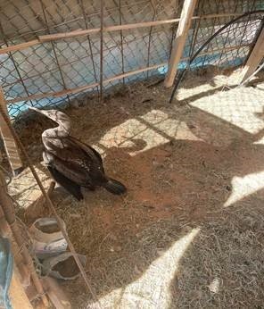 A Shag/Cormorant Bird was found at Daleel Petroleum A Shag/Cormorant Bird was found at Daleel Petroleum